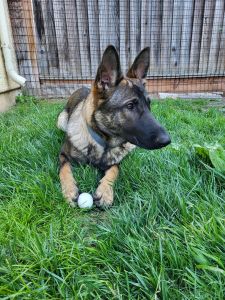 Champion German Shepherd from Spain