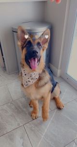 German Shepherd Puppy