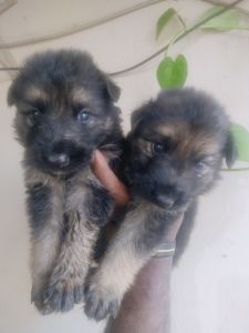 30days pup's long coat double bone