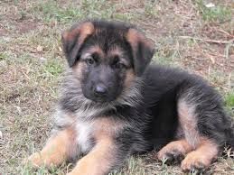 Champion lineup German shephard puppies for sale at sreeganesh farm