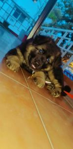 High quality German shepard