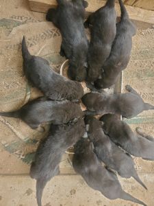 German shepard puppies