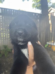 Puppies for sale