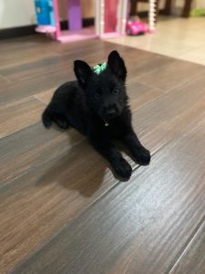 Cute all black German Shepherd