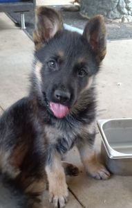 Adorable German shepherd puppies i