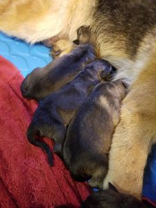 Full Blooded German Shepherds