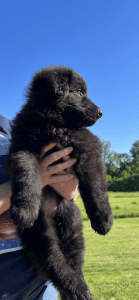 German Shepherds for sale