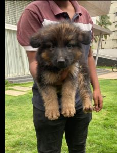 German shepherd (long coat)