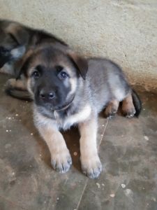 New homes for my puppies