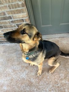 German Shepherd needing family