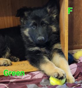 AKC German Shepherd