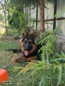 trained ever thing is ok i any body intrested call me at ***