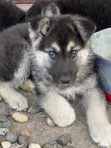 German Shepard/Siberian Husky pups
