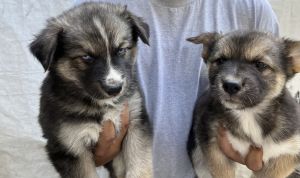 German shepherd mix husky