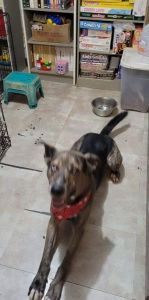 German Shepard mix free to good home