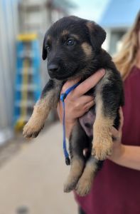 German Shepherd Puppies
