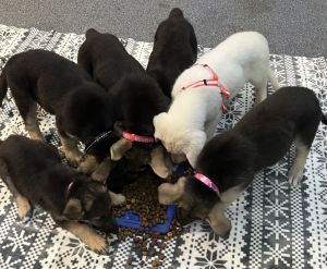 German Shepherd Puppies