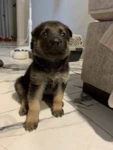 German Shepard