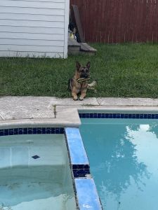 beautiful German Shepard puppies