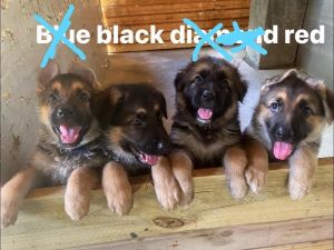 AKC GSD puppies