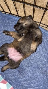 German Shepherd Puppies