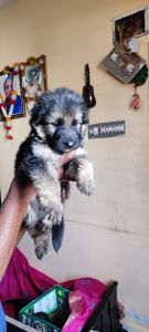 German shepherd for sale