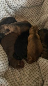 Puppies for sale German shepherds