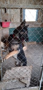 1 yr. Old Male German Shepherd