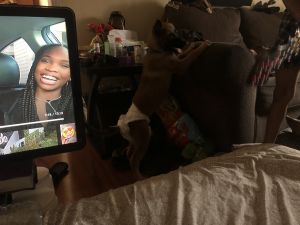 Full blooded German Shepard 4 months