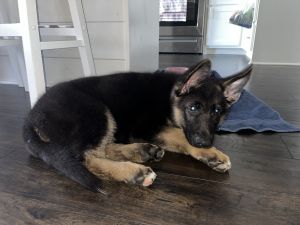 3 month old AKC Female