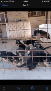 German Shepherd pups for Sale