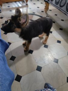 German Shepard long coat for sale