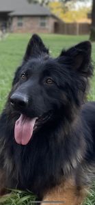 Long Coat German Shepherd