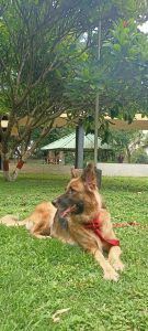 German Shepherd Dog breed