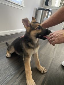 Puppy for sale German shepard
