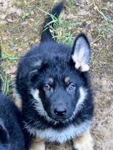 German Shepard puppies
