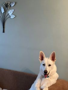 German Shepherd white puppy