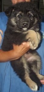 AKC Long Hair female Puppy