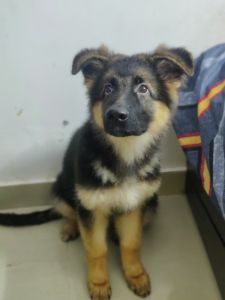 GSD Female pupp 3.5 months with full vaccine
