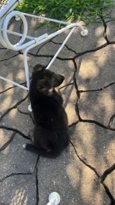 6 weeks old German shepherd