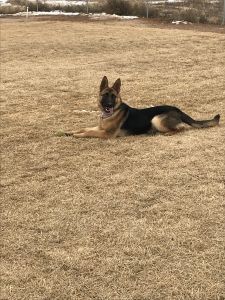 German Shepard service dog for sale