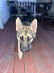 German sheperd puppy