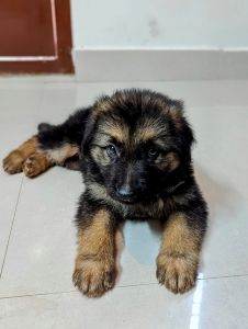 Double bush coat premium German shepherd puppy