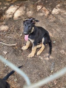 German Shepherd Pups AKC Registered