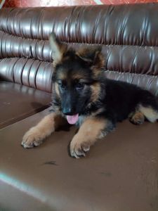 German shepard puppy for sale Male