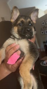 german shepard puppy
