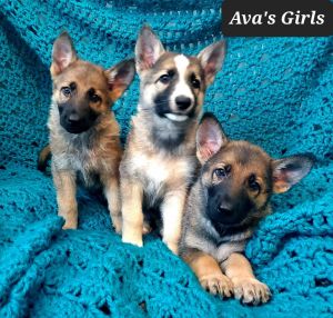 German shepherd puppies