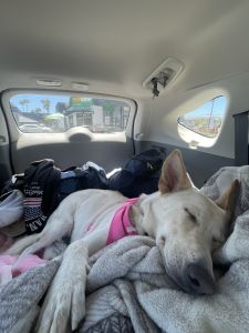 Loving and Sweet Doggie