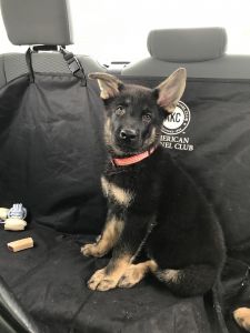 German Shepherd Puppi