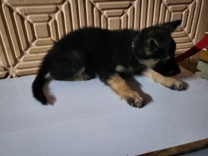Germen shepherd male puppy for sale